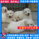 纯种大白熊犬幼犬出售 家养活体宠物狗狗 长毛巨型犬 上门送货53