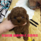 上海高品质韩国血统 纯种泰迪幼犬 幼犬出售 超小体 灰贵宾宠物狗