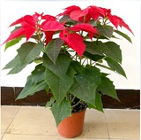 室内盆栽圣诞花卉一品红花中之最一品红又名万年红向阳红植物盆栽