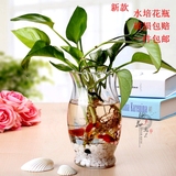 【天天特价】包邮热卖创意绿箩富贵竹观音竹水培植物玻璃花瓶鱼缸