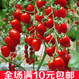 春季蔬菜种子阳台四季播种盆栽菜籽批发小番茄种红色圣女果春天种