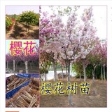 庭院植物 常绿 进口日本樱花苗-樱花树 庭院种植植物