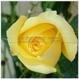 出售庭院黄色玫瑰花苗 盆栽植物 花卉 园艺