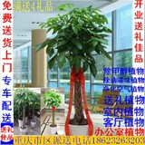 重庆花卉开业发财树大植物盆栽办公室绿植室内盆景吸甲醛净化空气