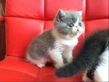 自家加菲猫宝宝 乳蓝白妹妹(新家龙岩)加菲猫 猫 宠物短毛猫猫咪