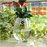 恐龙蛋绿萝水培花盆 玻璃花瓶 透明大号水养花卉玻璃盆 鱼缸器皿
