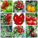 四季盆栽番茄樱桃小番茄种子 阳台盆栽庭院易种水果种子 满15包邮