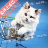 重庆实体店铺纯种布偶猫玳瑁双蓝色宠物猫活体仙女猫咪包健康芯片