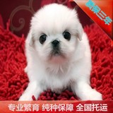 犬舍特价出售京巴狗北京犬纯种西施犬三色两色宠物狗长毛幼犬18