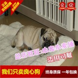 杭州纯种憨厚老实巴哥幼犬/迷你赛级八哥/鹰版黑嘴哈巴狗宠物狗44