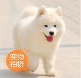 杭州 纯种家养 健康双眼皮 赛级 萨摩耶幼犬 银狐犬宠物狗狗X4