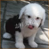 纯种古牧幼犬宠物狗狗出售 血统纯正 健康活泼 支持支付宝交易