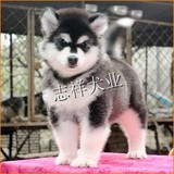 纯种阿拉斯加雪橇犬狗狗出售 赛级血统幼犬 售后有保障