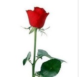 西安鲜花店同城速递 一支红玫瑰 单枝红玫瑰 1朵红玫瑰花 派送