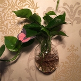 原创灯笼形壁挂桌面玻璃花瓶 时尚家居装饰水培透明容器 桌面花瓶