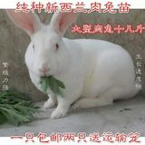 宠物兔宝宝活体纯种公主兔小兔子小白兔包邮包活支持自提，同城送