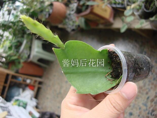 eiphyllum待宵孔雀 (白菊花) 38元=8-12厘米稳定扦插苗