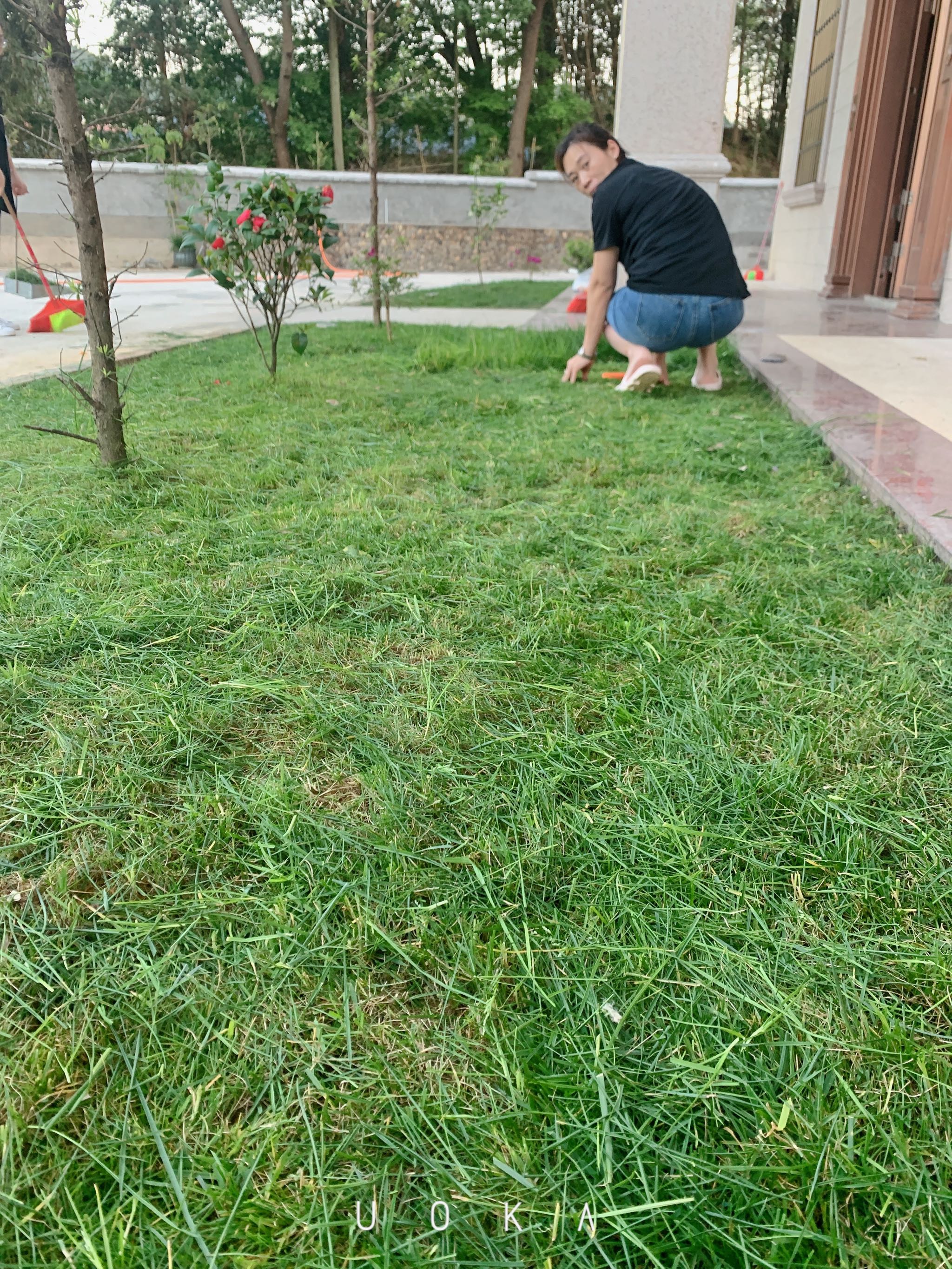 草坪种子护坡草籽四季常青绿化黑麦草狗牙根马尼拉高羊茅草籽耐旱