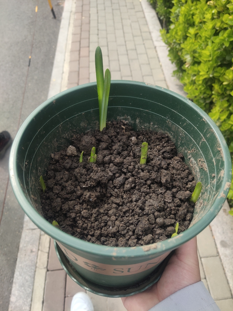 绿植彼岸花种子 曼珠沙华盆栽 彼岸花种球石蒜花 室内四季种花卉