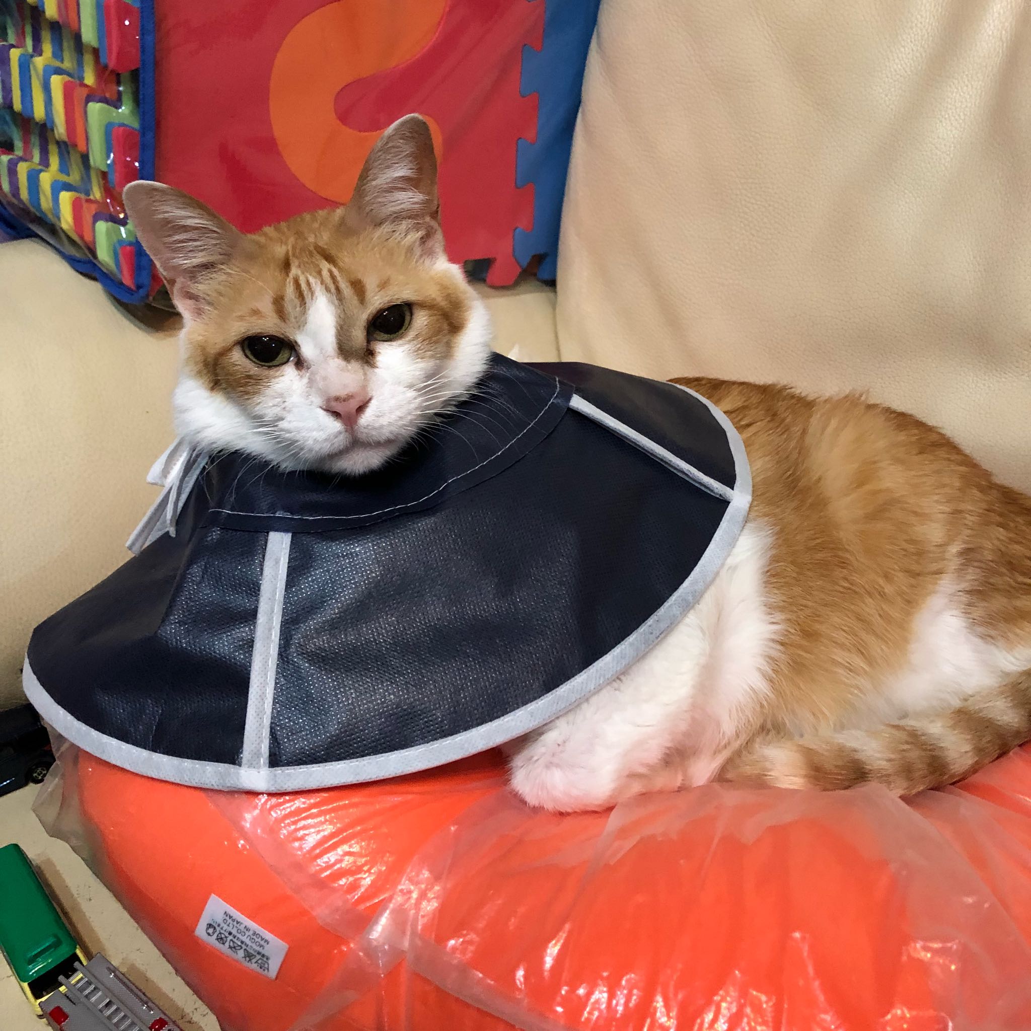 加***:有时候可以舔到的,猫咪体积大了,就会舔到 请问会能揉到眼睛吗