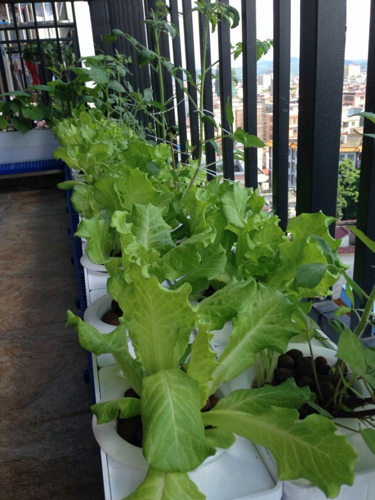 阳台种菜水培设备种菜神器家庭室内菜园蔬菜种植箱无土栽培设备