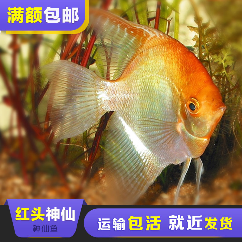 自己家養的幾隻,美麗的埃及神仙魚