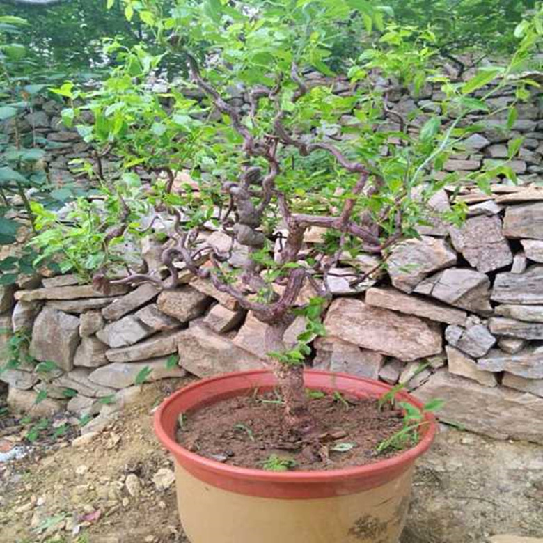 龙枣居植物图片