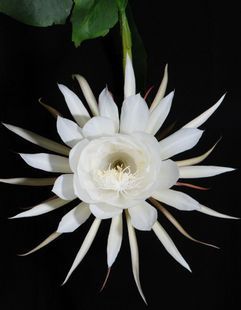 满18元包邮花卉苗昙花小苗1年苗白色花2株包邮10元1株防辐射