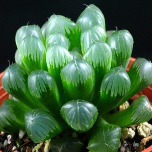 [帝玉露]玉露 水晶玉露 帝玉露 冬种型 百合科十二卷属多肉植物 耐荫