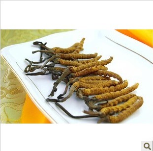 冬虫夏草种子 12年火爆推出