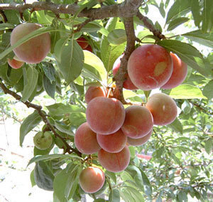 盆栽果树寿星桃苗寿星桃树苗矮生果树苗阳台窗台观花果树盆景