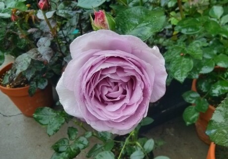 【花开多品】蓝色风暴 蓝暴 欧月 小苗 月季