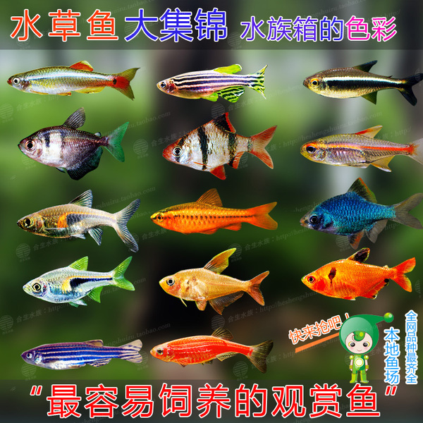 草缸 混养小型热带活体群游淡水观赏鱼 灯鱼