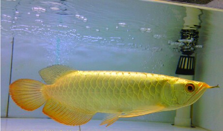 24k小金头过背金龙鱼活体珠鳞全满亮蓝底过背金龙鱼苗观赏热带鱼