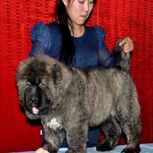 高加索犬 纯种巨型高加索幼犬护卫犬高加索 看护犬纯种高加索
