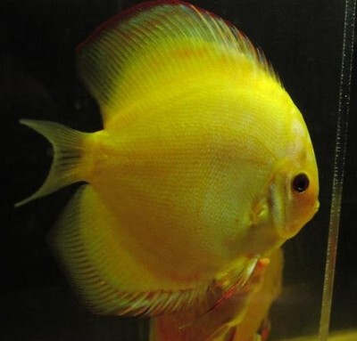 水族上海热带鱼小型淡水活体观赏鱼包损包邮可批发,七彩神仙黄金