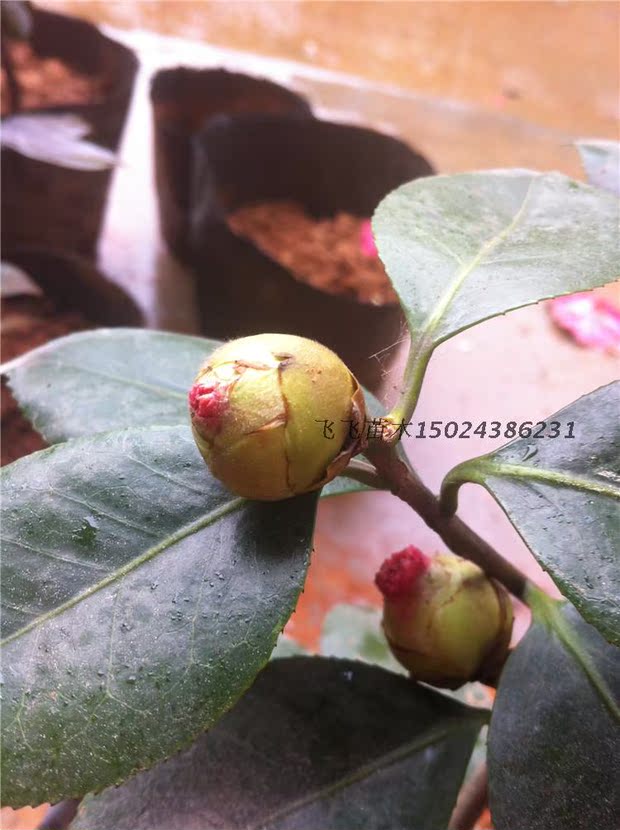 红粉佳人茶花 盆栽茶花苗 名贵茶花 原生多年茶花苗 带花苞大苗