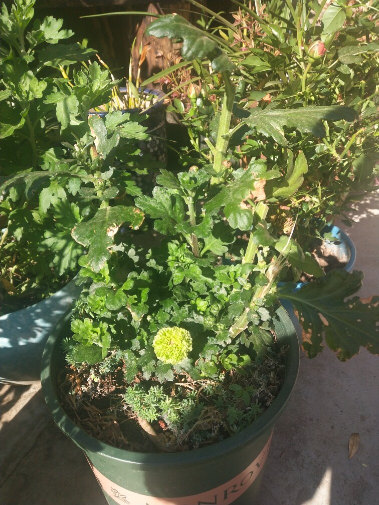 乒乓菊盆栽重瓣球形菊花苗室内阳台开花植物花卉花期长耐寒植物 - 仙