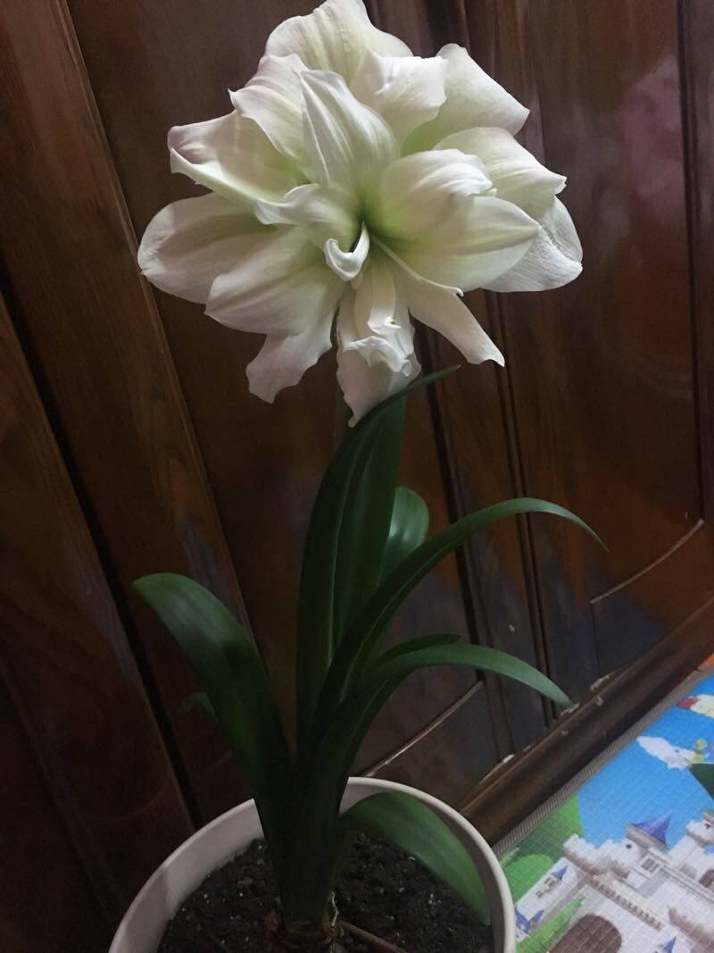 [现货]荷兰朱顶红 玛丽琳/天使 黄绿大花[小北花园长春]